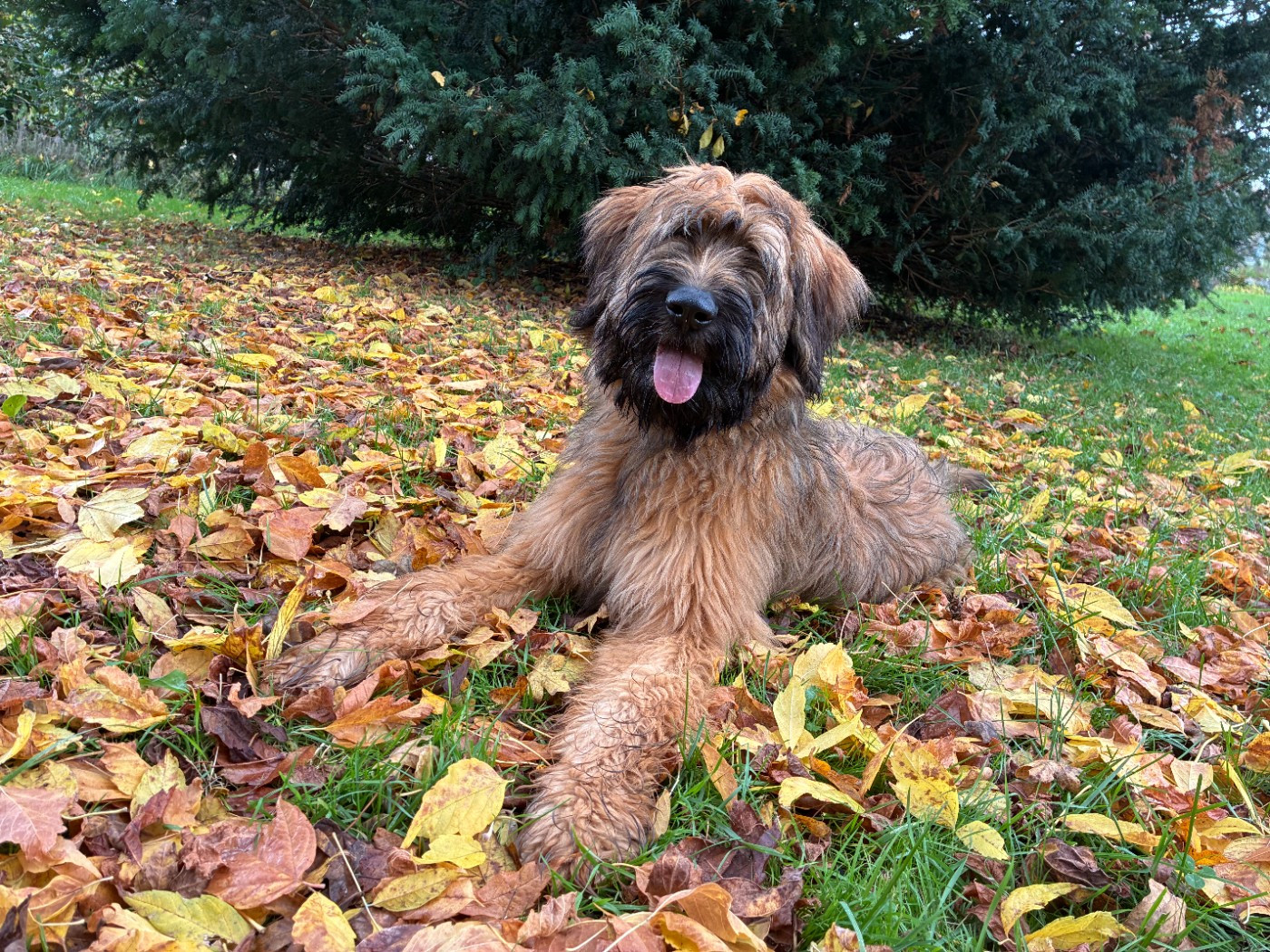 ANOUCHKA Du Clos De Bertrey