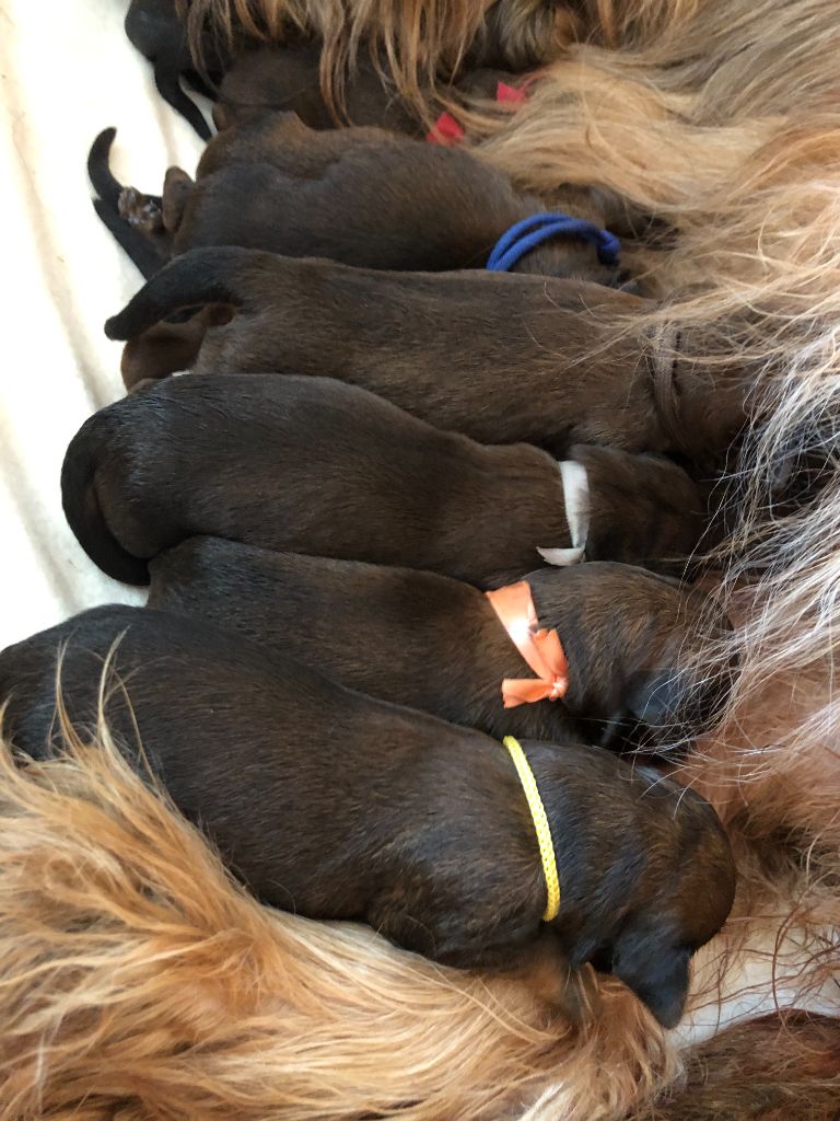 Chiot Berger de Brie Du Clos De Bertrey