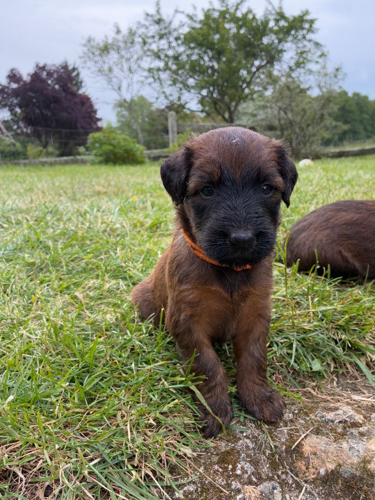Du Clos De Bertrey - Chiots disponibles - Berger de Brie