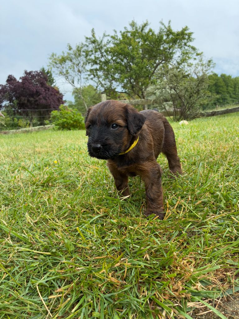 Du Clos De Bertrey - Chiots disponibles - Berger de Brie