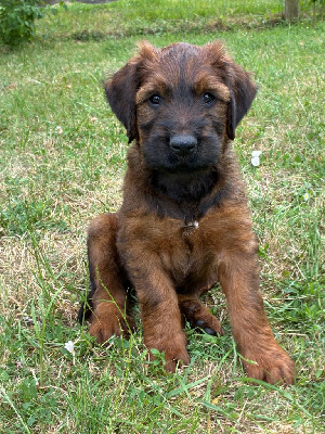 MALE GRIS