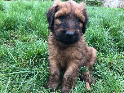 CHIOT