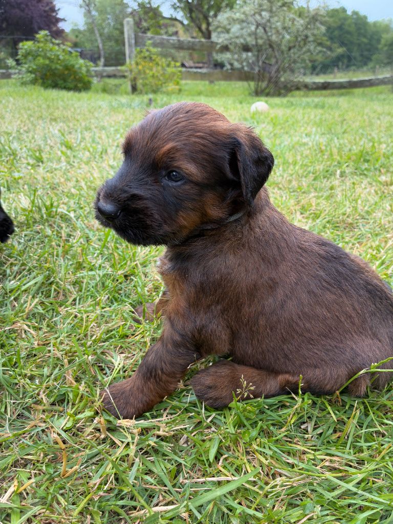 Du Clos De Bertrey - Chiots disponibles - Berger de Brie