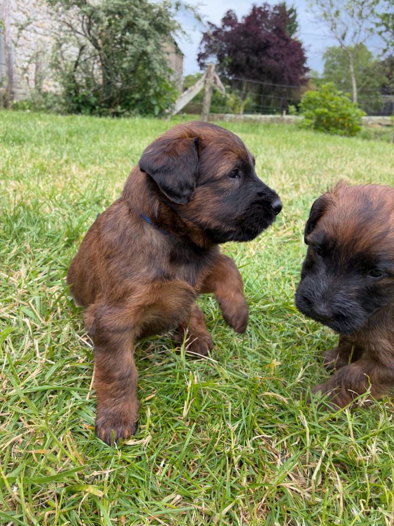 Du Clos De Bertrey - Chiots disponibles - Berger de Brie